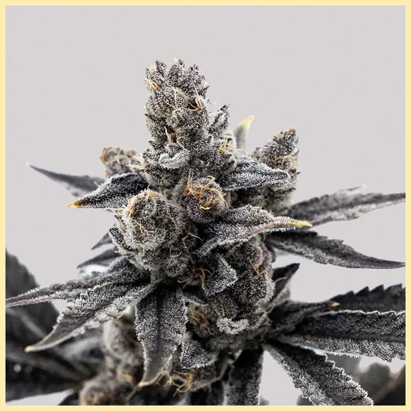 Grape Runtz Feminized Seeds additional image 1