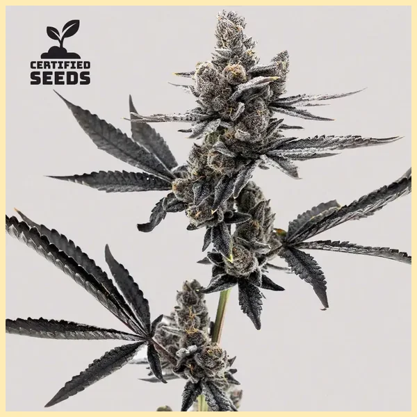 Grape Runtz Feminized Seeds featured image
