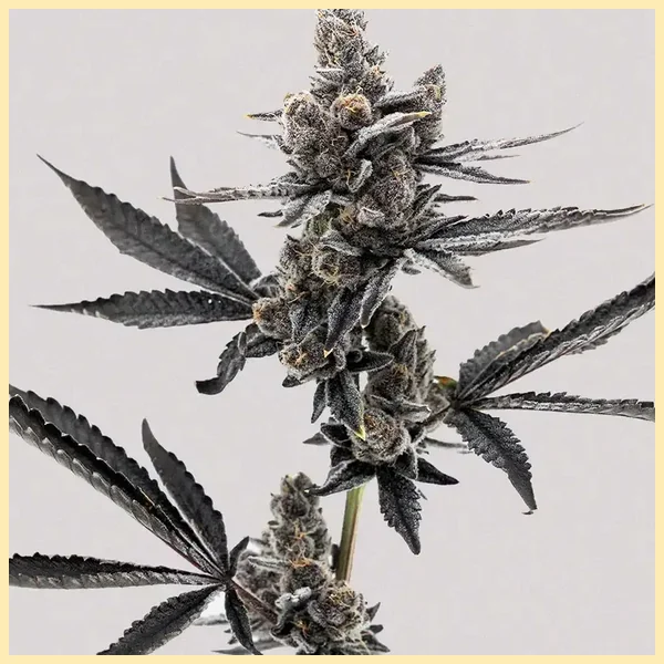 Grape Runtz Feminized Seeds additional image 2
