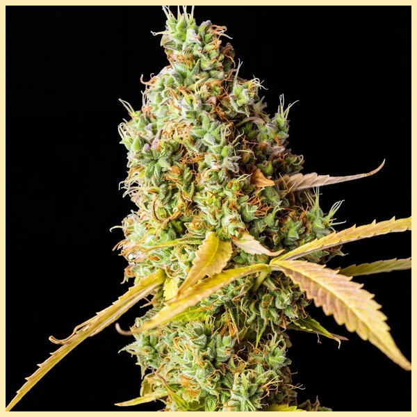 Grapefruit Feminized Seeds featured image