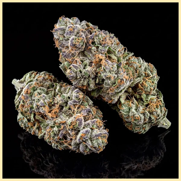 Grapericot Pie Autoflower Seeds additional image 3