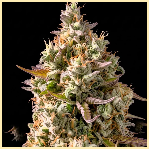 Grapericot Pie Autoflower Seeds additional image 1