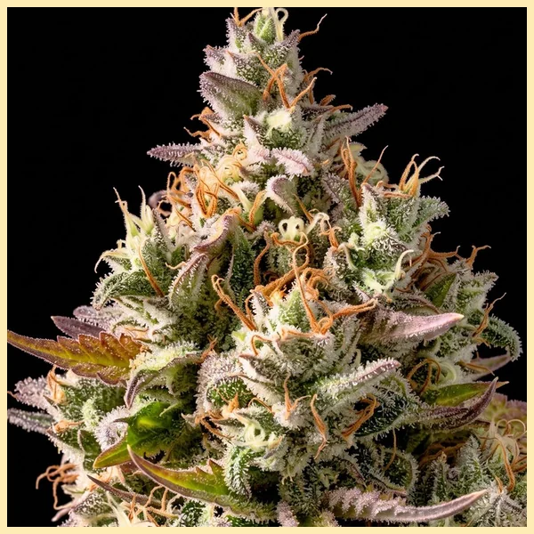 Grapericot Pie Autoflower Seeds additional image 2