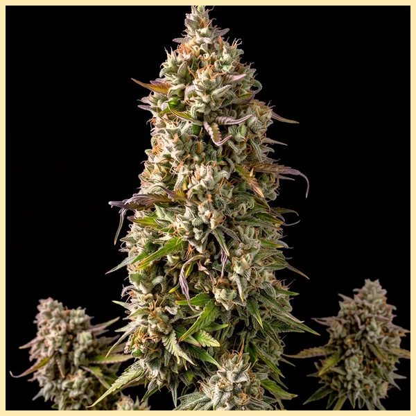 Grapericot Pie Autoflower Seeds featured image