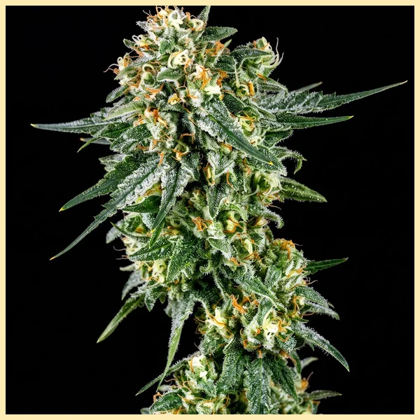 Chemical Mix Pack Weed Seeds additional image 3