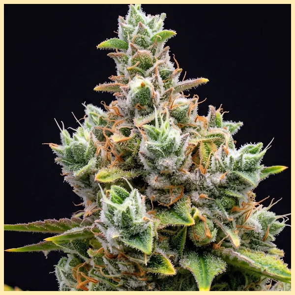 Green Crack x Somango Feminized Seeds additional image 1