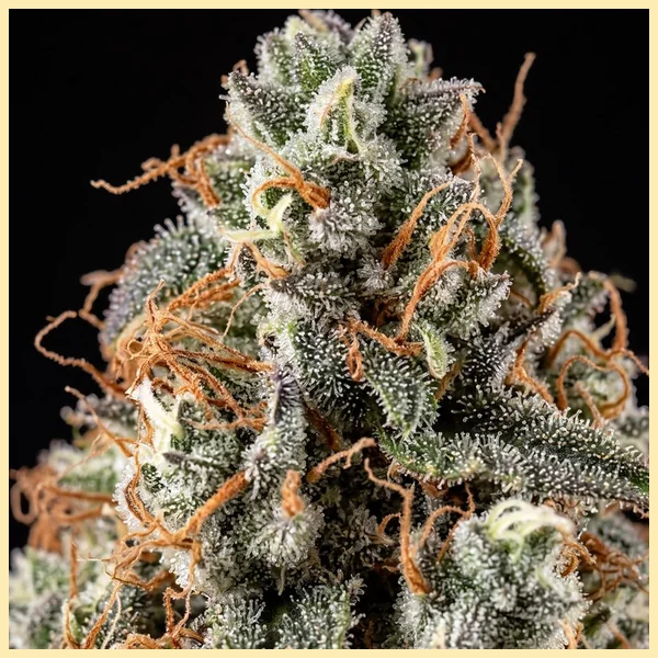 Gruntz Autoflower Seeds additional image 1