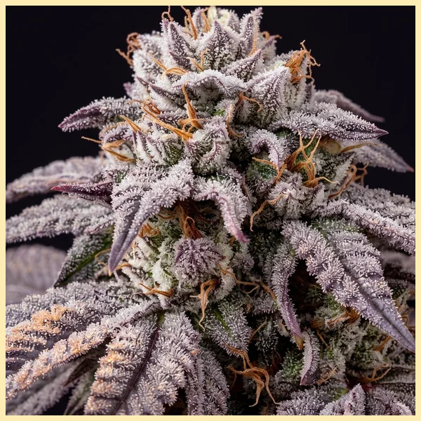 Gruntz Feminized Seeds additional image 1