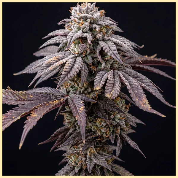 Gruntz Feminized Seeds featured image