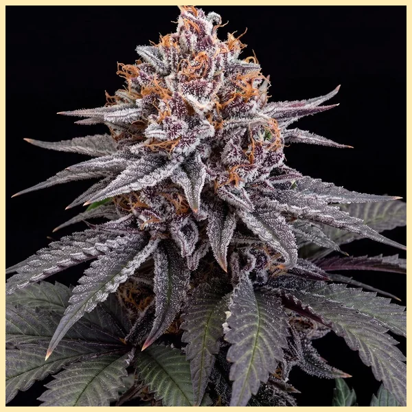 Gush Mints Feminized Seeds featured image