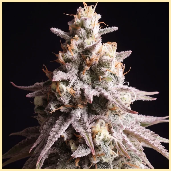 Gushers Autoflower Seeds additional image 1