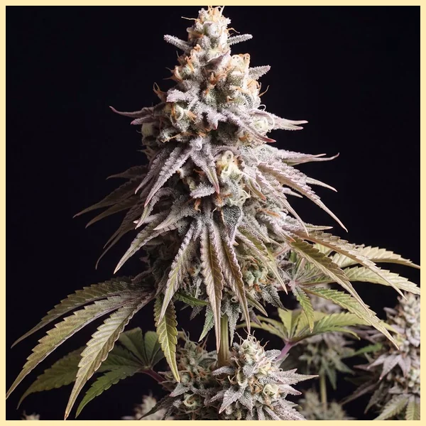 Gushers Autoflower Seeds featured image
