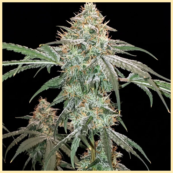 Gushers Feminized Seeds featured image