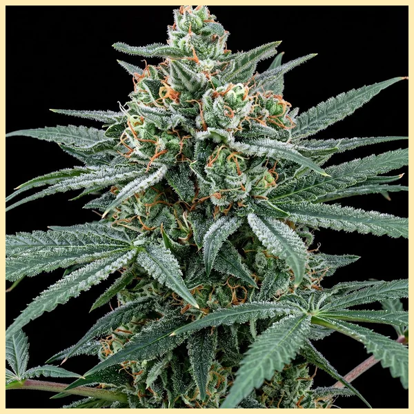 Harlequin Feminized Seeds featured image
