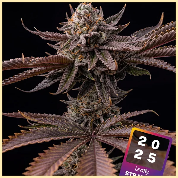 Hash Burger Feminized Seeds featured image