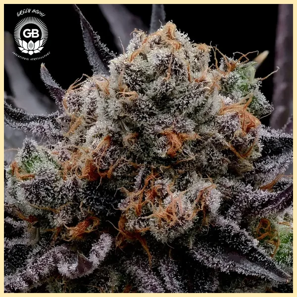 Hazy Girl Feminized Seeds additional image 2
