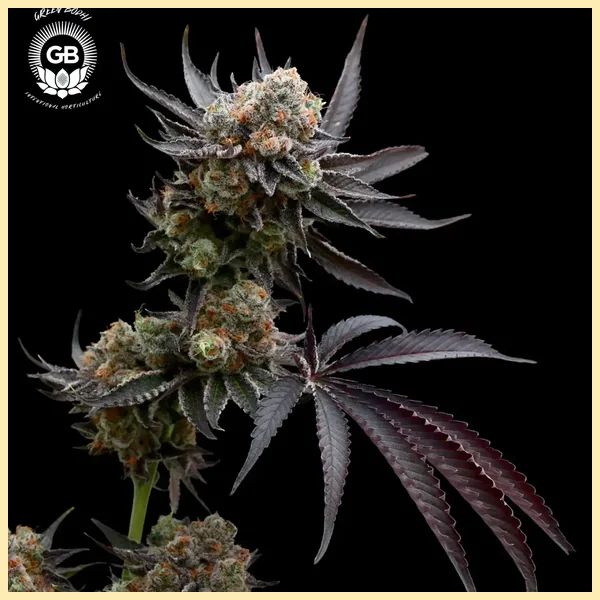 Hazy Girl Feminized Seeds featured image
