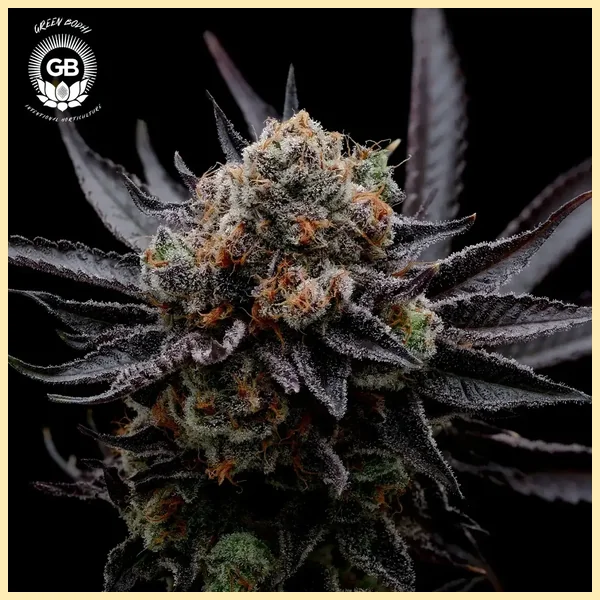 Hazy Girl Feminized Seeds additional image 1