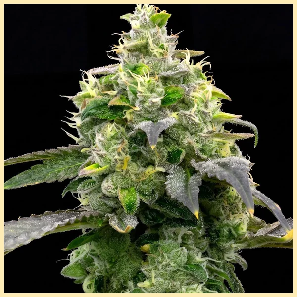 Hellfire OG Feminized Seeds additional image 2