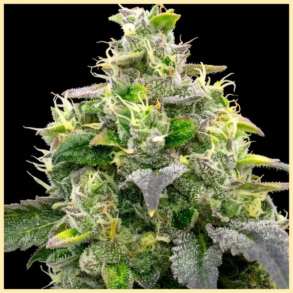 Hellfire OG Feminized Seeds additional image 1