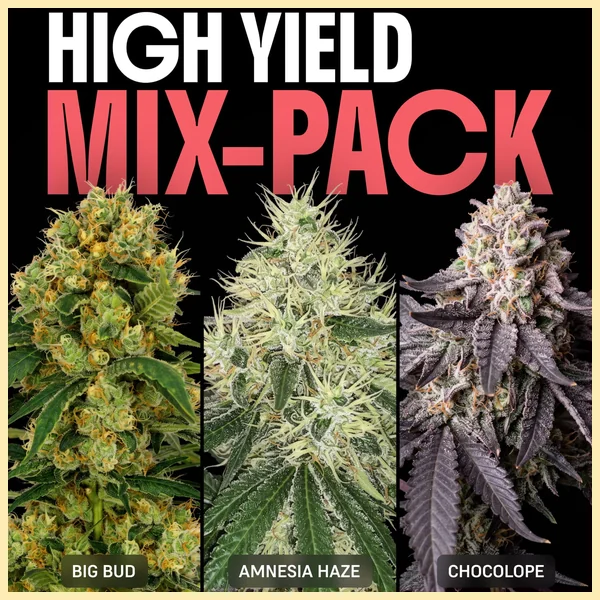High Yield Mix Pack Weed Seeds featured image