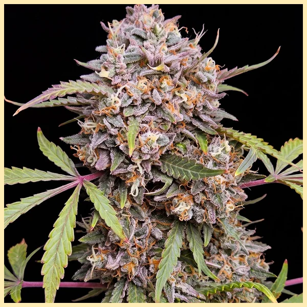 Persian Mix Pack Weed Seeds additional image 1