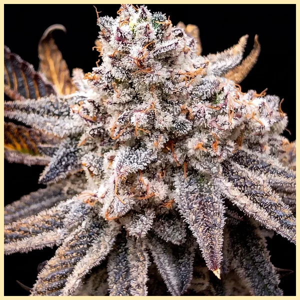 Ice Cream Cake X RS11 Feminized Seeds featured image