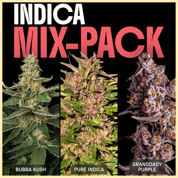Indica Mix Pack Weed Seeds featured image