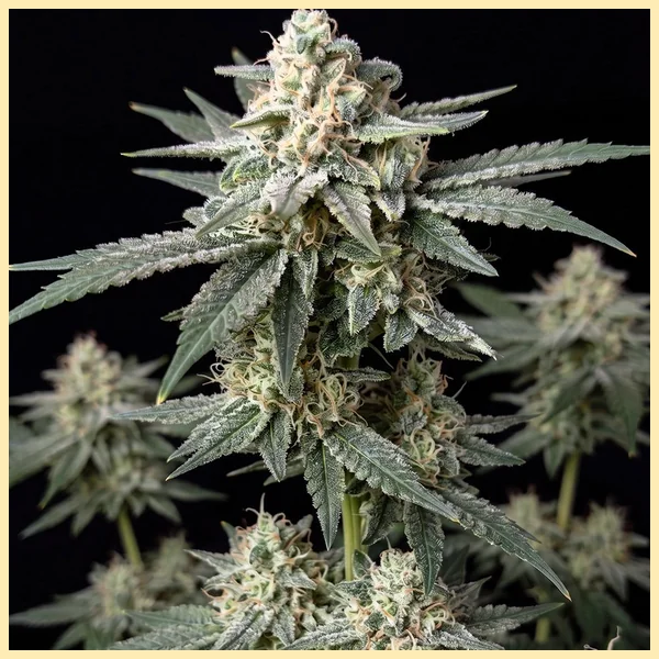Jack Cookies Autoflower Seeds additional image 1