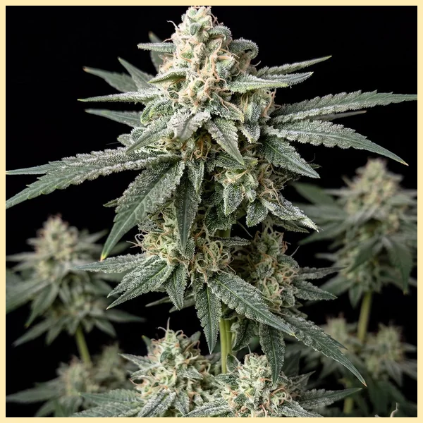 Jack Cookies Autoflower Seeds featured image