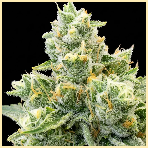 Jack Flash Feminized Seeds additional image 1