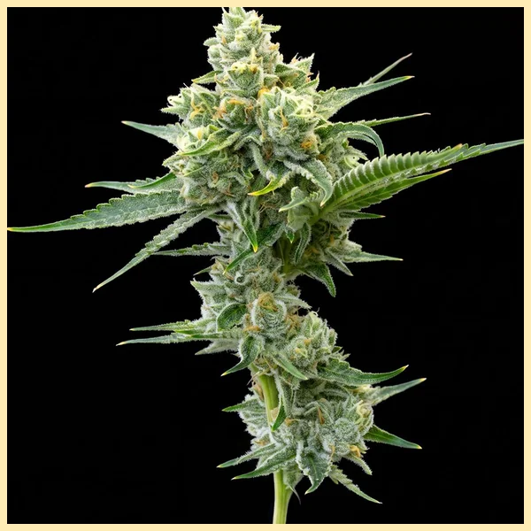 Jack Flash Feminized Seeds featured image
