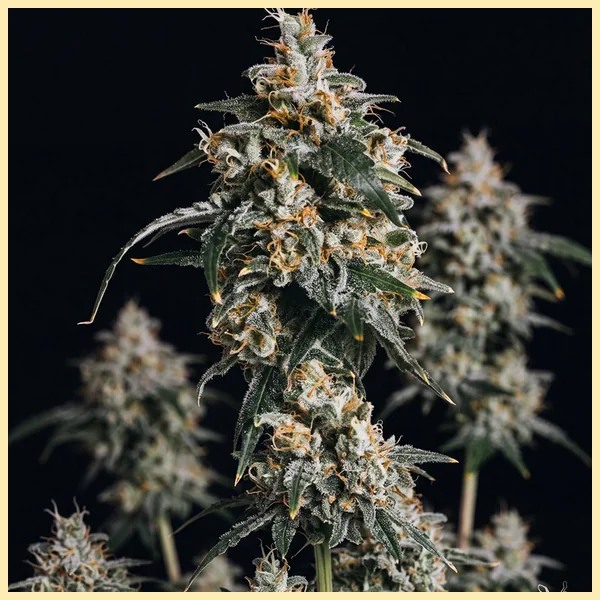 Jack Herer Autoflower Seeds featured image