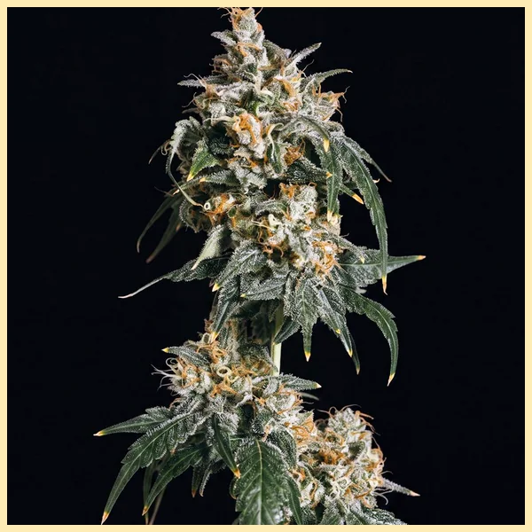 Jack Herer Feminized Seeds featured image
