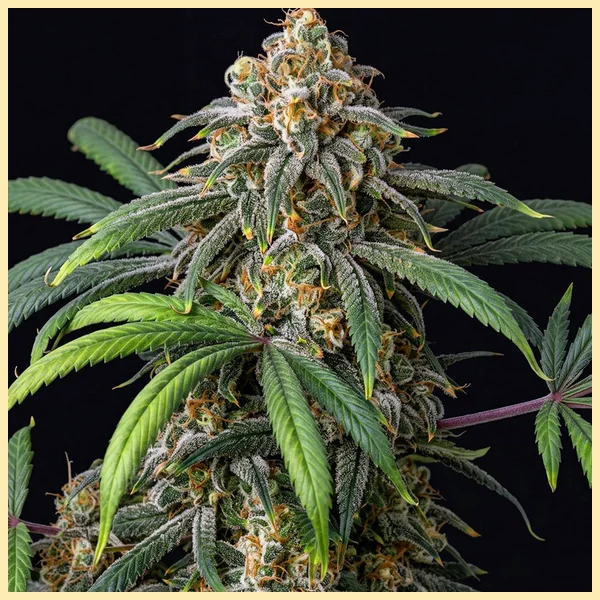 Jack Widow Feminized Seeds featured image