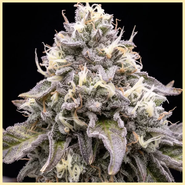 Jealousy Autoflower Seeds additional image 1