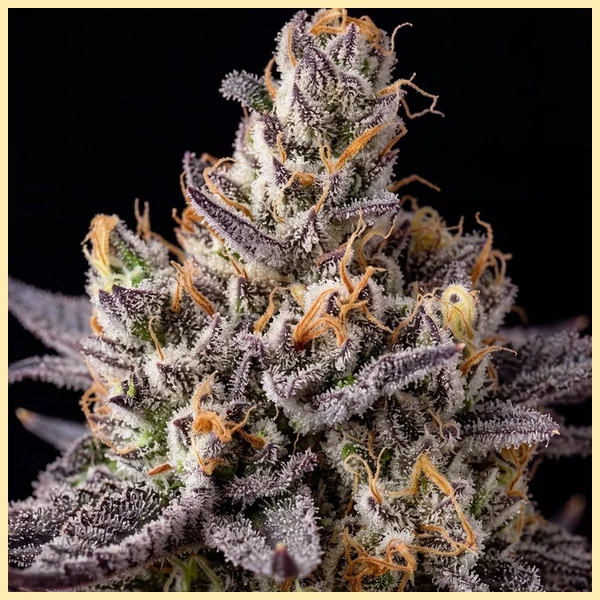 Jealousy Glue Feminized Seeds additional image 1