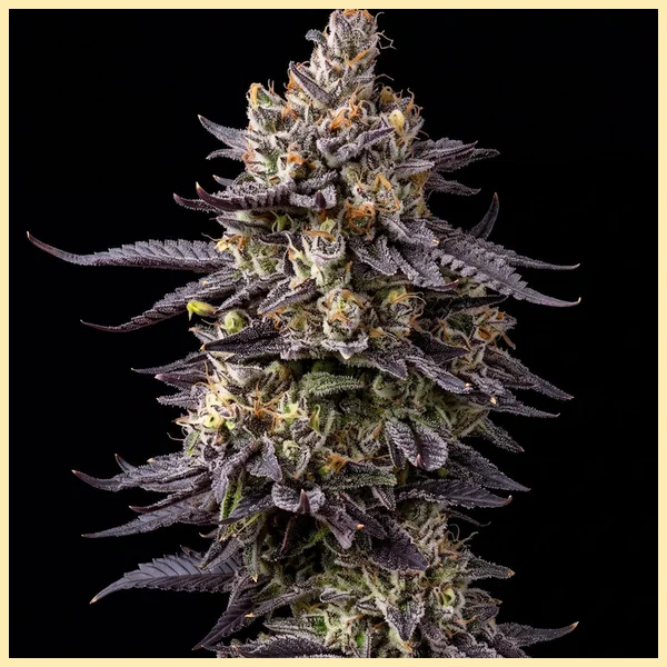 Jealousy Glue Feminized Seeds featured image