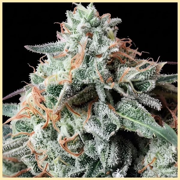 Jealousy Feminized Seeds additional image 2