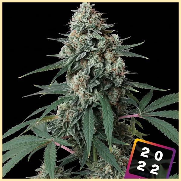 Jealousy Feminized Seeds featured image