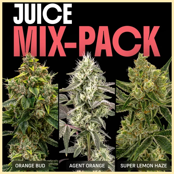 Juice Mix Pack Weed Seeds featured image