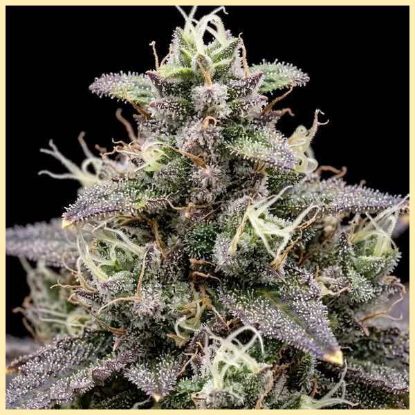 Killer Feminized Seeds additional image 1