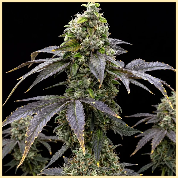 Killer Feminized Seeds featured image