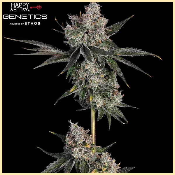 Knockout Feminized Seeds featured image