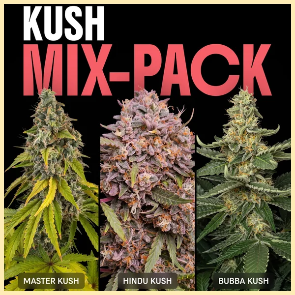 Kush Mix Pack Weed Seeds featured image