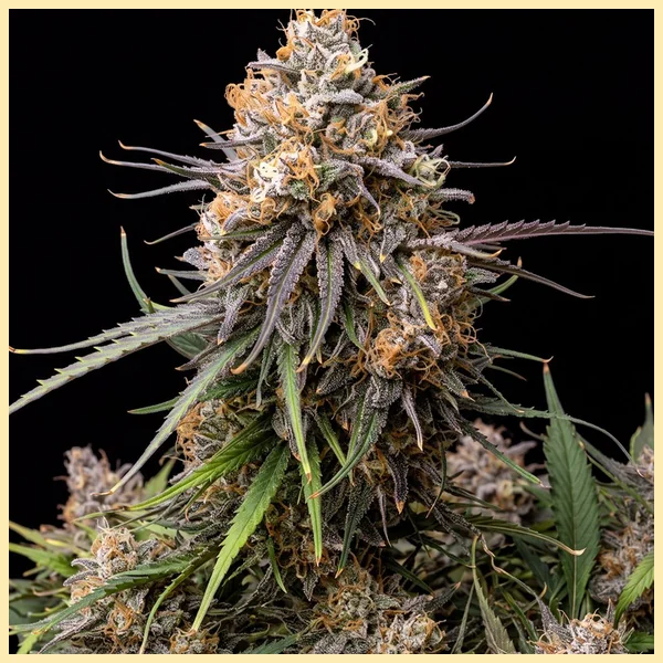 LA Confidential Feminized Seeds featured image