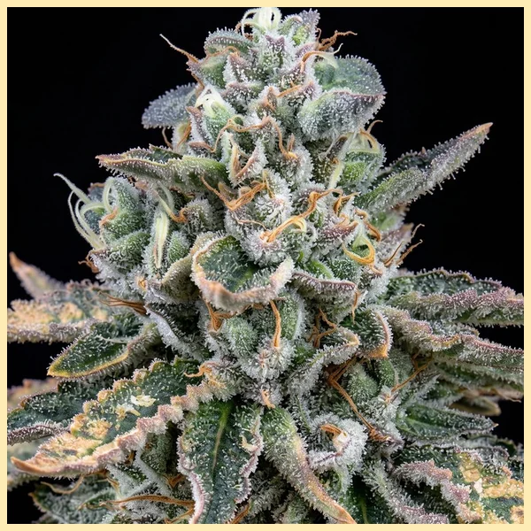 LA Kush Cake Autoflower Seeds additional image 1