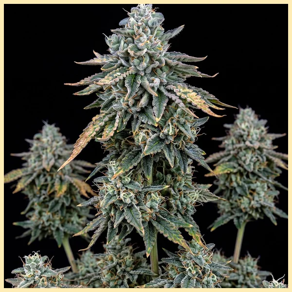LA Kush Cake Autoflower Seeds featured image