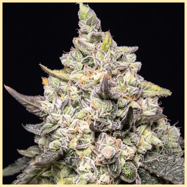LA Kush Cake Feminized Seeds additional image 1