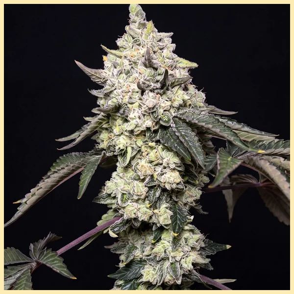 LA Kush Cake Feminized Seeds featured image